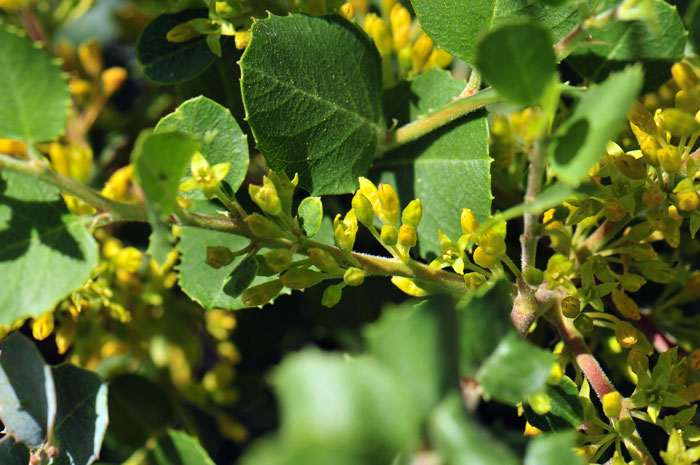 Rhamnus ilicifolia, Holly-leaf Buckthorn